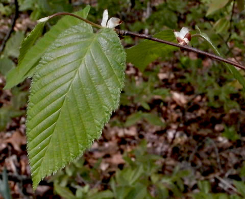 image of Betula lenta var. lenta, Sweet Birch, Cherry Birch, Black Birch, "Mahogany"