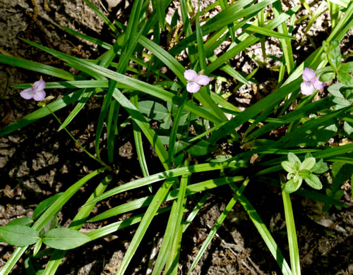 image of Cuthbertia rosea, Piedmont Roseling
