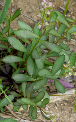 image of Polygala polygama, Racemed Milkwort, Bitter Milkwort