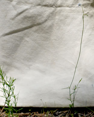image of Wahlenbergia marginata, Wahlenbergia, Asian Rockbell, Asiatic bellflower, Southern Rockbell