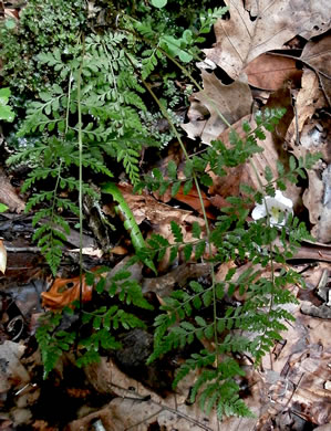 image of Cystopteris tenuis, Mackay's Bladder Fern, Mackay's Fragile Fern, Upland Bladder Fern
