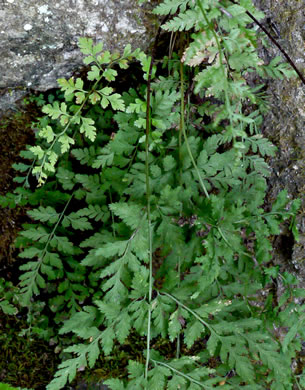 image of Cystopteris tenuis, Mackay's Bladder Fern, Mackay's Fragile Fern, Upland Bladder Fern