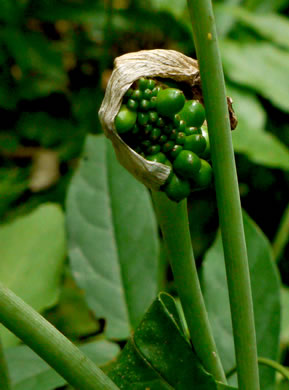 image of Arisaema triphyllum, Common Jack-in-the-Pulpit, Indian Turnip