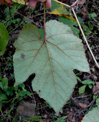 image of Vitis aestivalis var. aestivalis, Summer Grape