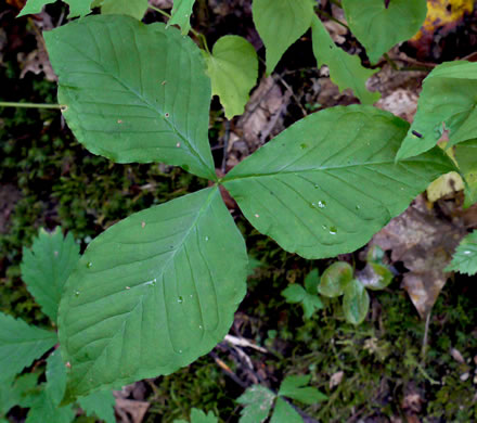 image of Arisaema triphyllum, Common Jack-in-the-Pulpit, Indian Turnip