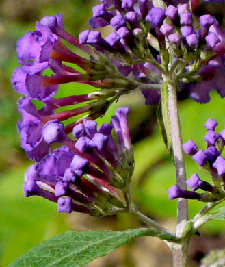 image of Buddleja davidii, Orange-eye Butterflybush, Summer-lilac