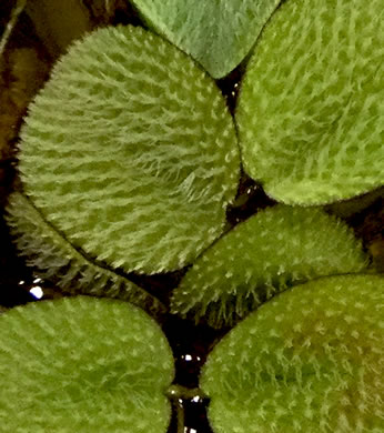 image of Salvinia minima, Water Spangles, Floating Fern