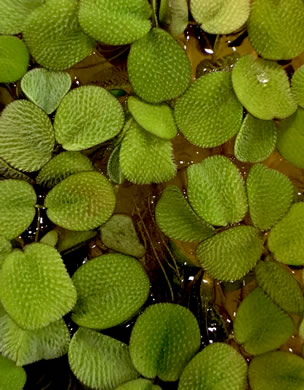 Salvinia minima, Water Spangles, Floating Fern