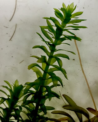 image of Egeria densa, Brazilian Waterweed, Brazilian Egeria, "Brazilian Elodea", "Anacharis"
