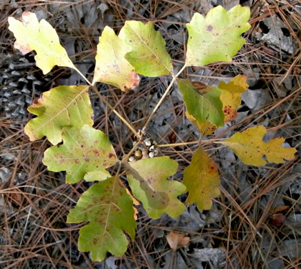 Toxicodendron pubescens, Poison Oak, Southeastern Poison Oak