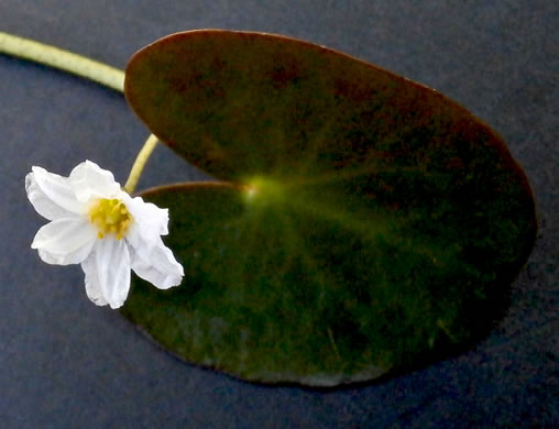 image of Nymphoides cordata, Little Floating Heart