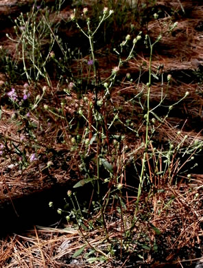 image of Carphephorus bellidifolius, Sandhill Chaffhead, Carphephorus, Sandywoods Chaffhead