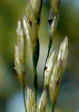 image of Tridens carolinianus, Carolina Triodia, Carolina Fluffgrass