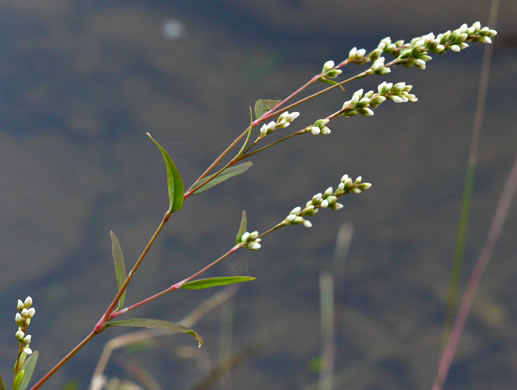 image of Persicaria punctata, Dotted Smartweed