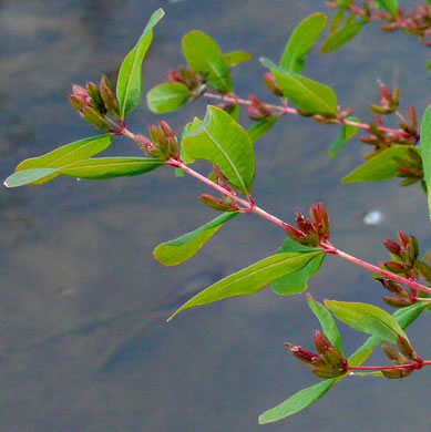 image of Triadenum walteri, Walter’s Marsh St. Johnswort, Greater Marsh St. Johnswort