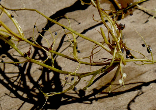 image of Utricularia biflora, Longspur Creeping Bladderwort, Twoflower Bladderwort