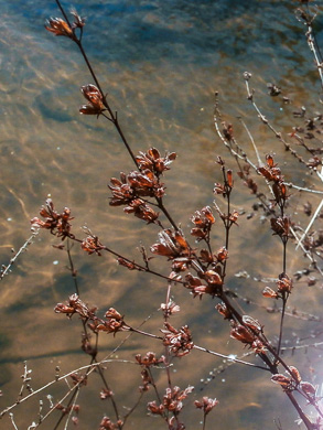 image of Triadenum walteri, Walter’s Marsh St. Johnswort, Greater Marsh St. Johnswort