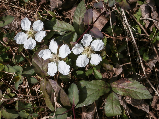 image of Rubus trivialis, Southern Dewberry, Coastal Plain Dewberry