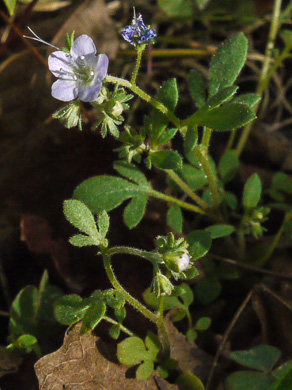image of Phacelia dubia var. dubia, Smallflower Phacelia, Appalachian Phacelia, Small-flowered Scorpion Weed