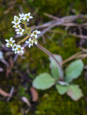 image of Micranthes virginiensis, Early Saxifrage
