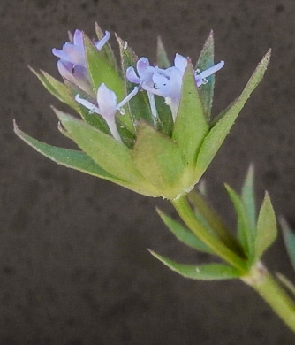 image of Galium sherardia, Field Madder, Blue Field Madder