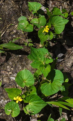 image of Viola eriocarpa, Smooth Yellow Forest Violet, Smooth Yellow Violet