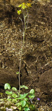 image of Packera aurea, Golden Ragwort, Heartleaf Ragwort, Golden Groundsel
