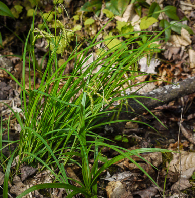 image of Carex prasina, Necklace Sedge, Drooping Sedge