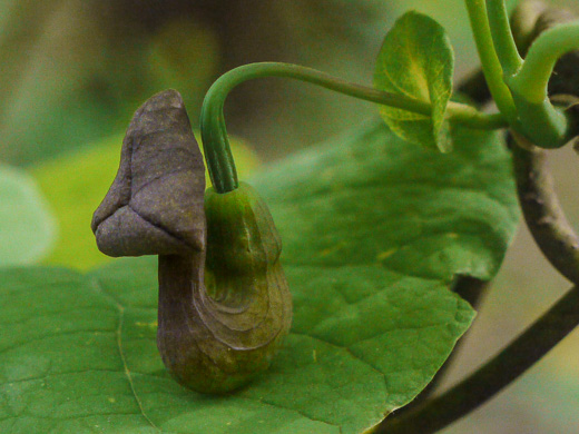image of Isotrema macrophyllum, Dutchman's Pipe, Pipevine