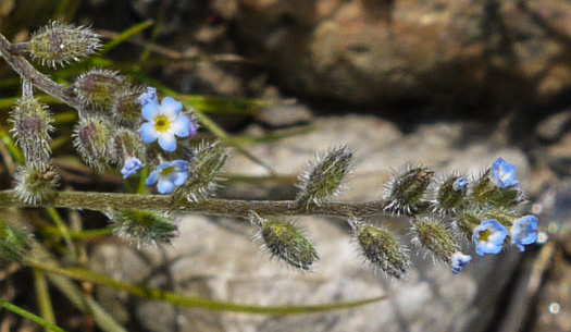 image of Myosotis stricta, Blue Scorpion-grass