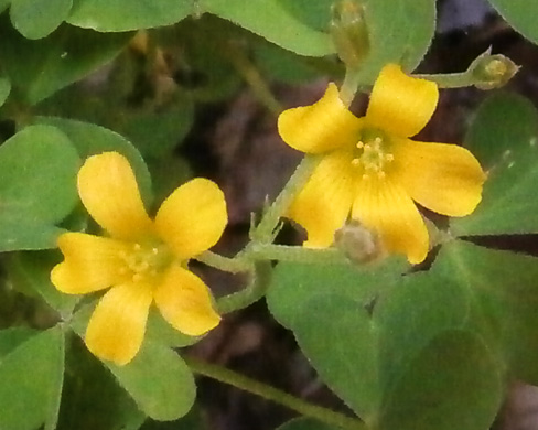 image of Oxalis dillenii, Southern Yellow Wood-sorrel, Slender Yellow Wood-sorrel