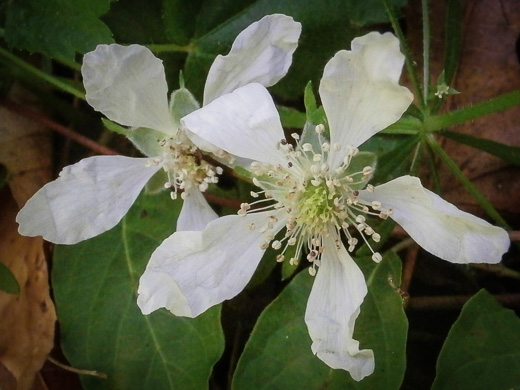 image of Rubus flagellaris, Common Dewberry, Northern Dewberry