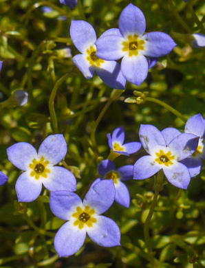 image of Houstonia caerulea, Quaker Ladies, Common Bluet, Innocence, Azure Bluet