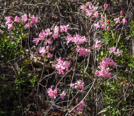 image of Rhododendron vaseyi, Pinkshell Azalea