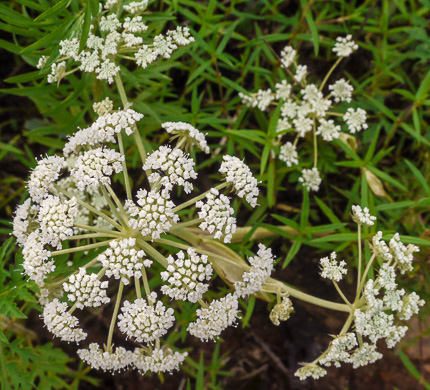 image of Angelica venenosa, Hairy Angelica, Downy Angelica, Deadly Angelica
