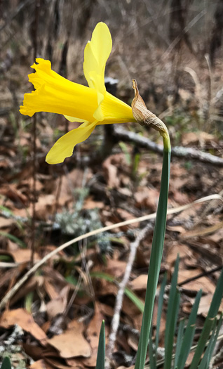 image of Narcissus pseudonarcissus, Common Daffodil