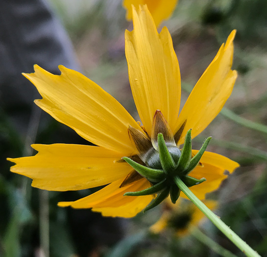 Coreopsis pubescens var. pubescens, Common Hairy Coreopsis, Star Tickseed
