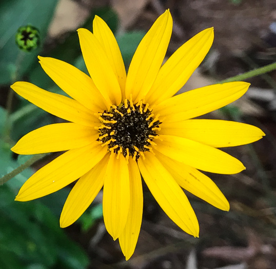 image of Helianthus atrorubens, Purple-disk Sunflower, Hairy Wood Sunflower, Appalachian Sunflower