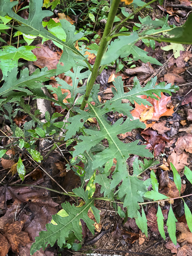 Aureolaria flava, Smooth False Foxglove, Eastern Smooth Oak-leach, Smooth Yellow False Foxglove