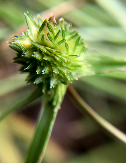 image of Cyperus metzii, Crested Greenhead Sedge
