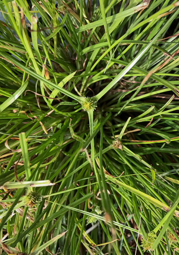 image of Cyperus metzii, Crested Greenhead Sedge