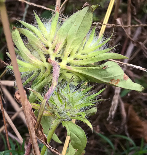image of Jacquemontia tamnifolia, Common Jacquemontia, Hairy Clustervine, Tie Vine, Smallflower Morning Glory