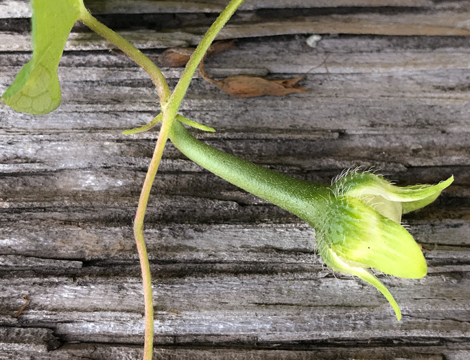 image of Ipomoea triloba, Little-bell