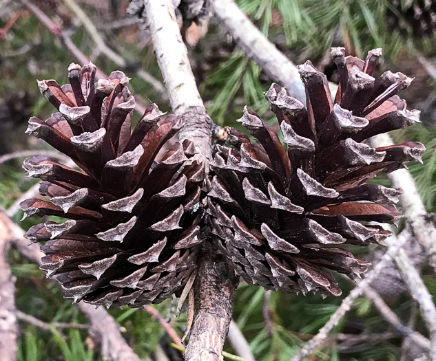 image of Pinus virginiana, Virginia Pine, Scrub Pine, Jersey Pine
