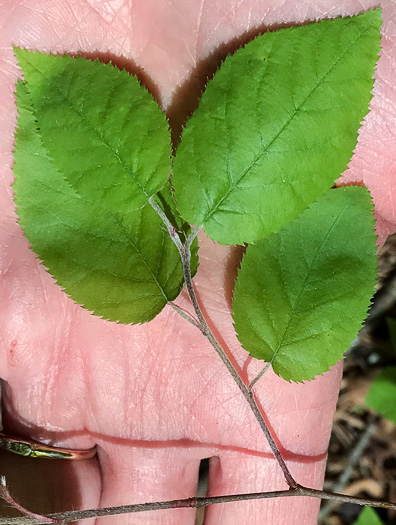 image of Amelanchier arborea, Downy Serviceberry, Sarvisberry