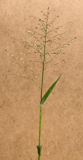 image of Dichanthelium sphaerocarpon, Round-fruited Witchgrass, Roundseed Witchgrass