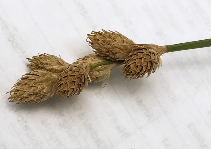 image of Carex tribuloides, Blunt Broom Sedge