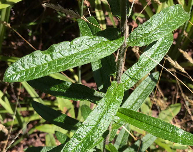 image of Asclepias tuberosa var. tuberosa, Butterfly Milkweed, Butterflyweed, Pleurisy Root, Wind Root
