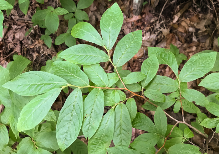 image of Gaylussacia ursina, Bear Huckleberry, Buckberry, Mountain Huckleberry, Bearberry