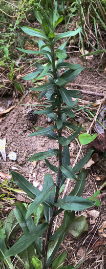 image of Sericocarpus caespitosus, Toothed Whitetop Aster